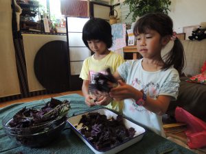 今が旬！食育教室で赤紫蘇ジュースとゆかり作り、そしてお箸の持ち方選び方