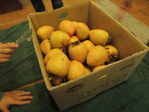 晩秋のお楽しみ♪小学生の食育で干し柿作り